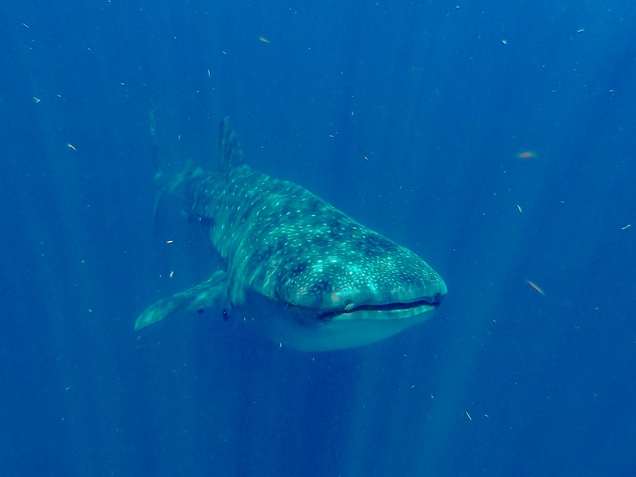 requins baleines, yucatan, nager avec les requins baleines, voyager au mexique, mexique, riviera maya