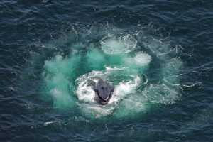baleines à bosse Basse Californie, Mexique, excursions, voyage au mexique