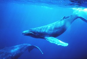 baleines à bosse Basse Californie, Mexique, excursions, voyage au mexique