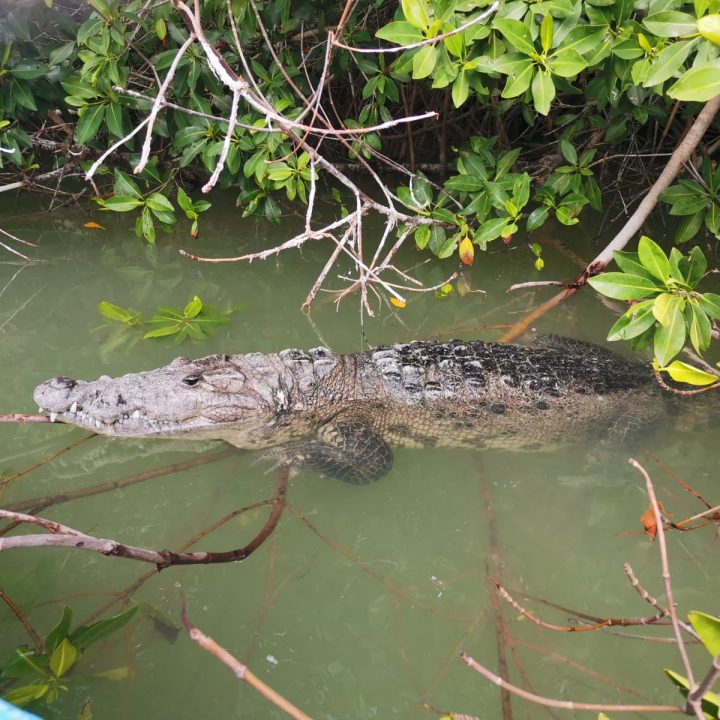 rio lagartos, pêcheur local, excursion locale, yucatan, rio lagartos à la carte