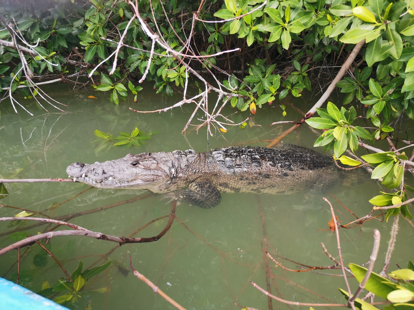 rio lagartos, pêcheur local, excursion locale, yucatan, rio lagartos à la carte